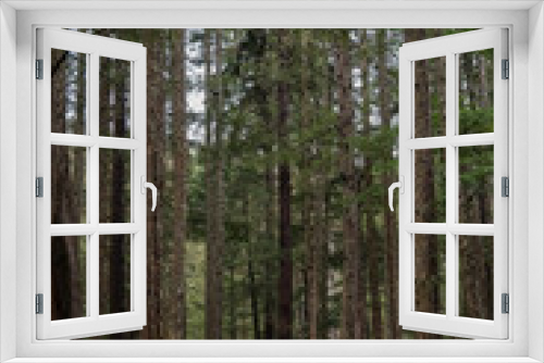 Fototapeta Naklejka Na Ścianę Okno 3D - Lush flora in woods jungle wilderness rain forest nature landscape scenery in national park near Hoonah, Icy Strait Point in Alaska with trees, bushes, flowers and green grass environment