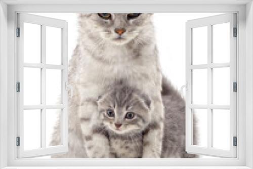Fototapeta Naklejka Na Ścianę Okno 3D - Gray cat and kitten.