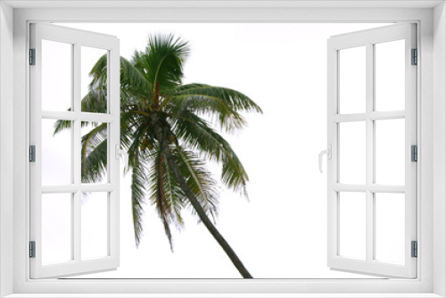 Fototapeta Naklejka Na Ścianę Okno 3D - Isolated palm on the white background
