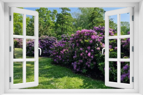 Fototapeta Naklejka Na Ścianę Okno 3D - Blooming rhododendron bushes in the garden. Spring landscape.