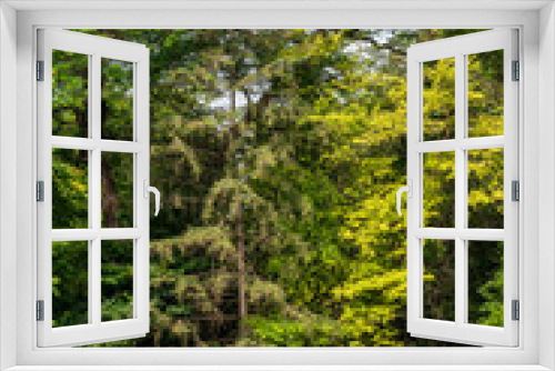 Fototapeta Naklejka Na Ścianę Okno 3D - Park Bench Beneath Trees