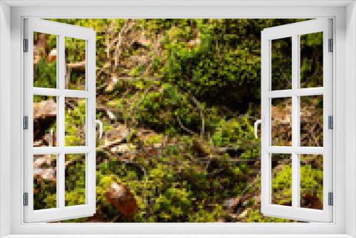 Fototapeta Naklejka Na Ścianę Okno 3D - Forest Ground with lot of dosh and moss