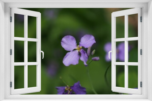 Fototapeta Naklejka Na Ścianę Okno 3D - a close up of small purple flowers near some greenery