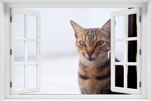 Fototapeta Naklejka Na Ścianę Okno 3D - Portrait of shorthair stripped cat.