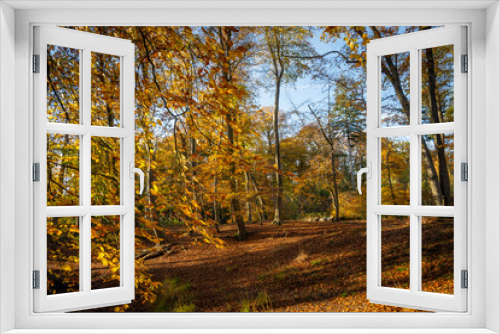 Fototapeta Naklejka Na Ścianę Okno 3D - A beautiful woodland area in the Netherlands shows seasonal change in Autumn leaves on trees. cycle of change throughout the year. stunning nature during fall makes pleasant scenery for walking 