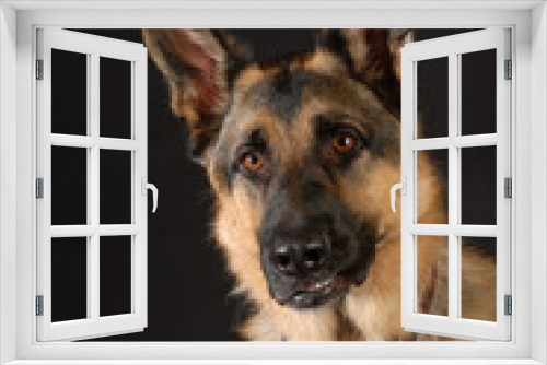 Fototapeta Naklejka Na Ścianę Okno 3D - protective dog