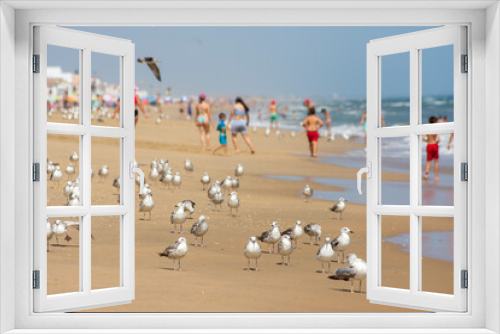 Fototapeta Naklejka Na Ścianę Okno 3D - Seagulls on the beach