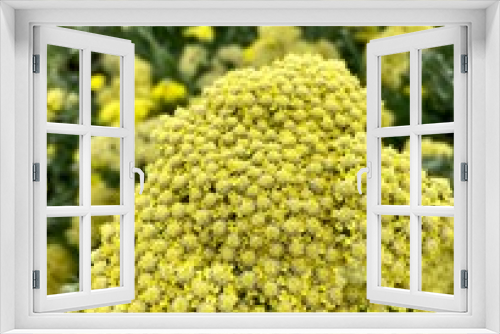 Fototapeta Naklejka Na Ścianę Okno 3D - yellow yarrow flower