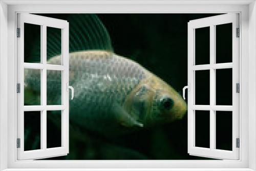 Fototapeta Naklejka Na Ścianę Okno 3D - goldfish in aquarium