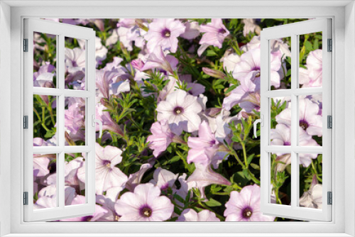 Fototapeta Naklejka Na Ścianę Okno 3D - Pretty light violet petunia flowers, close up