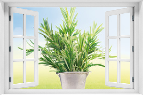 Fototapeta Naklejka Na Ścianę Okno 3D - Rosemary in old metal bucket on white window-sill,sunny garden