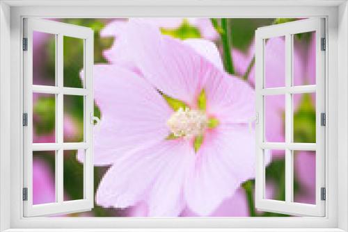Fototapeta Naklejka Na Ścianę Okno 3D - pink mallow flower