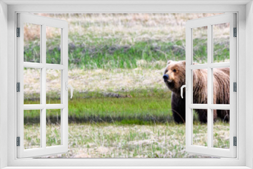 Fototapeta Naklejka Na Ścianę Okno 3D - Portrait of a coastal brown bear, grizzly bear, grazing on sedges in the intertidal zone in Lake Clark National Park, summer in Alaska
