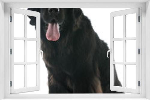 Fototapeta Naklejka Na Ścianę Okno 3D - newfoundland dog