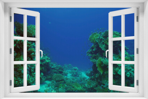 Fototapeta Naklejka Na Ścianę Okno 3D - Beautiful tropical coral reef in coral garden in blue deep sea colorful fish swims around reefs, Red sea, Safaga, Egypt