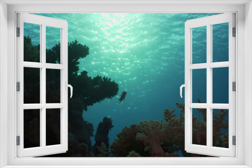 Fototapeta Naklejka Na Ścianę Okno 3D - Silhouettes of tropical fish swims next to coral reef on surface water and setting sun background, backlighting (Contre-jour). Life on coral reef during sunset, Red sea, Egypt