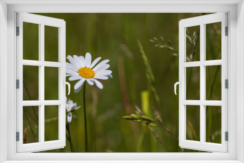 Fototapeta Naklejka Na Ścianę Okno 3D - Daisy on a green meadow. White petals with a yellow center.