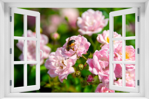 Fototapeta Naklejka Na Ścianę Okno 3D - Beautiful roses Bush in garden, roses for Valentine Day.