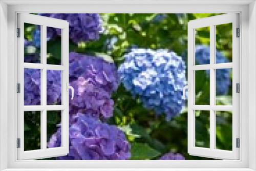 Fototapeta Naklejka Na Ścianę Okno 3D - Purple and blue Japanese hydrangea flowers blooming in a serene garden