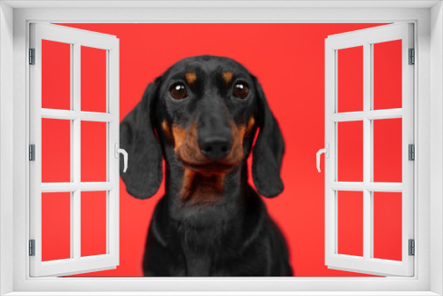 Fototapeta Naklejka Na Ścianę Okno 3D - Portrait of a dachshund dog with surprised eyes wide open on a red background. Silly-looking puppy woke up in the morning waking up staring dazed. The muzzle of a tousled ridiculous cute pet