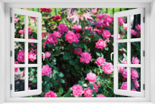 Fototapeta Naklejka Na Ścianę Okno 3D - Pink wild backyard roses blooming in the summertime against green bushes 