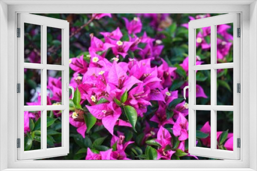 Fototapeta Naklejka Na Ścianę Okno 3D - Fragrant pink Bougainvillea spectabilis flower with blurred background. Botanical photography.