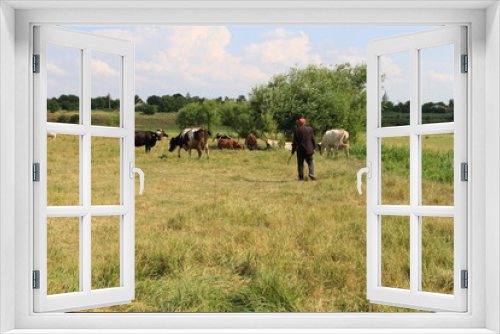 Fototapeta Naklejka Na Ścianę Okno 3D - horses in the field
