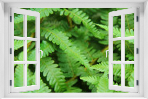 Fototapeta Naklejka Na Ścianę Okno 3D - green leafy background from the forest