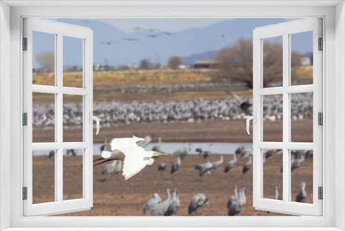 Fototapeta Naklejka Na Ścianę Okno 3D - An Egret Flies Above a Crane Surivival Group