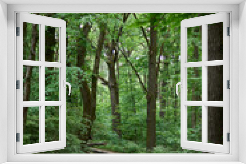 Fototapeta Naklejka Na Ścianę Okno 3D - Trees in the forest