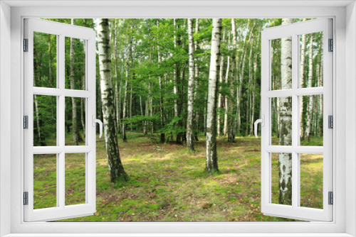 Fototapeta Naklejka Na Ścianę Okno 3D - green spring forest