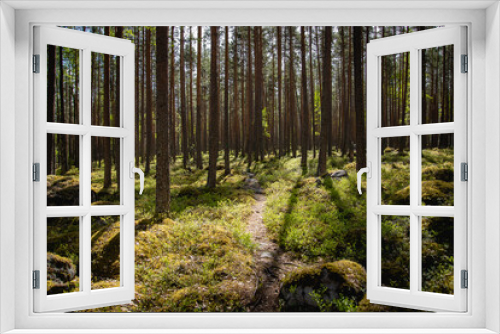 Fototapeta Naklejka Na Ścianę Okno 3D - small path going through beautiful green pine tree forest