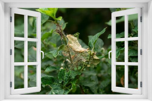 Fototapeta Naklejka Na Ścianę Okno 3D - Cobwebs on tree branches.Parasites devour vegetative greenery, foliage. Gardening concept, save nature, pest control in garden and parks.