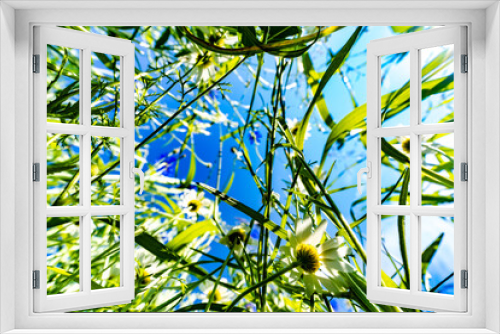 Fototapeta Naklejka Na Ścianę Okno 3D - Bunte Korn Blume im Sommer