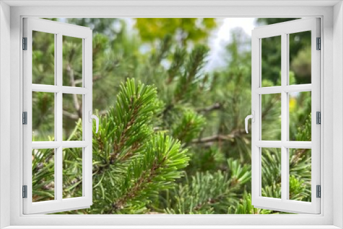 Fototapeta Naklejka Na Ścianę Okno 3D - Coniferous tree close-up. flora green