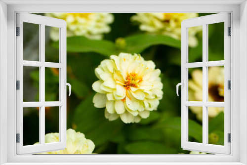 Fototapeta Naklejka Na Ścianę Okno 3D - yellow dahlia flower