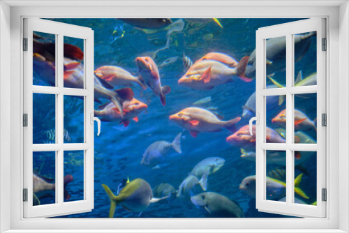 Fototapeta Naklejka Na Ścianę Okno 3D - 沢山のカラフルな魚