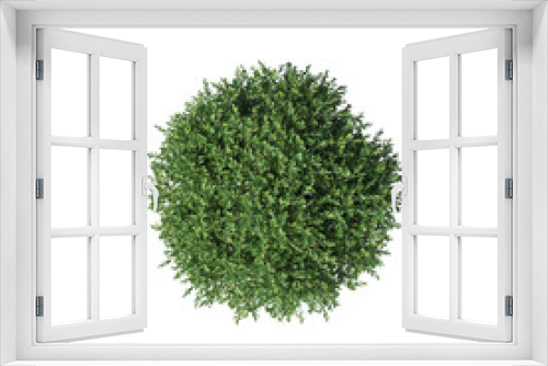 Fototapeta Naklejka Na Ścianę Okno 3D - bush, top view, isolate on a transparent background, 3D illustration, cg render
