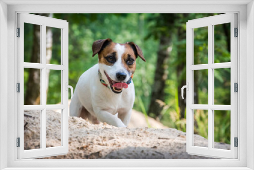 Fototapeta Naklejka Na Ścianę Okno 3D - Jack Russell dog in nature in summer.