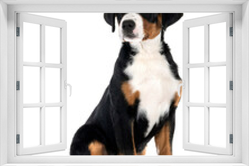 Fototapeta Naklejka Na Ścianę Okno 3D - puppy Appenzeller Sennenhund