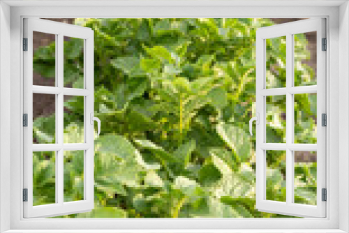 Fototapeta Naklejka Na Ścianę Okno 3D - lettuce growing in a greenhouse