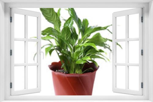 Fototapeta Naklejka Na Ścianę Okno 3D - Potted Spathiphyllum plant with green leaves isolated on white