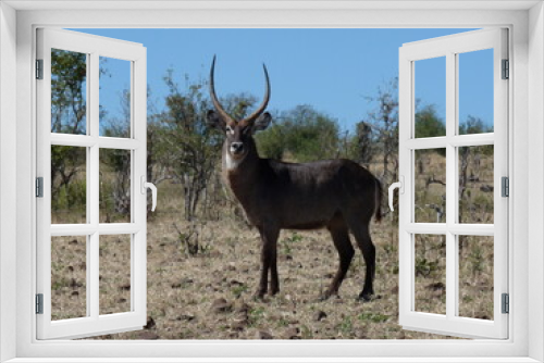 Fototapeta Naklejka Na Ścianę Okno 3D - antelope in the wild