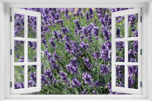 Fototapeta Naklejka Na Ścianę Okno 3D - lavender field in region