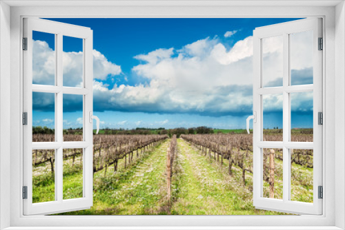 Fototapeta Naklejka Na Ścianę Okno 3D - biological vineyard in spring with flowers