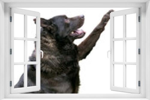 Fototapeta Naklejka Na Ścianę Okno 3D - A black German Shepherd mixed breed dog raising its paw to give a high five