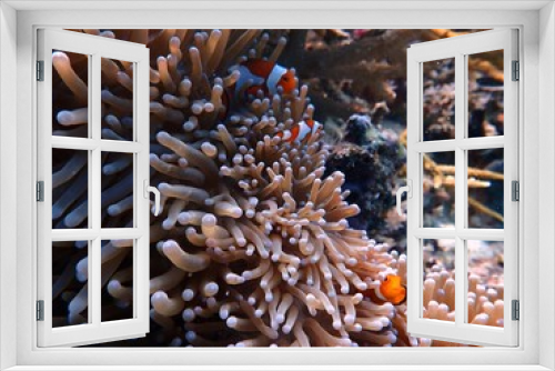 Fototapeta Naklejka Na Ścianę Okno 3D - A photo of orange nemo clown fish and its beautiful anemone. Bright orange nemo clown fish living on the tropical coral reef. The underwater world of Raja Ampat sea, West Papua, Indonesia.
