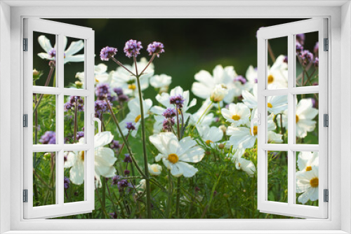 Fototapeta Naklejka Na Ścianę Okno 3D - onętek, kwiaty kosmos i werbena patagońska w wiejskim ogrodzie, łąka kwietna