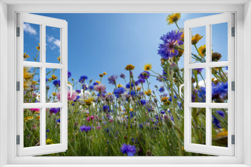 Fototapeta Naklejka Na Ścianę Okno 3D - Wild flowers on sunny blue sky