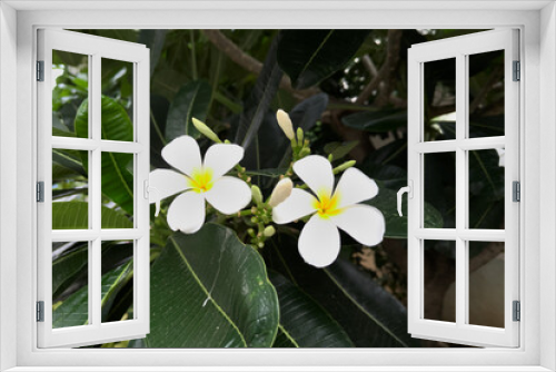 Fototapeta Naklejka Na Ścianę Okno 3D - Pair of bloomed white Plumeria Alba flowers, also called Caterpillar tree, Pigeon wood. It is a flowering plant planted in tropical regions worldwide